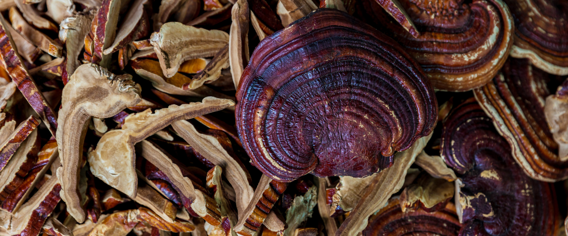 Reishi