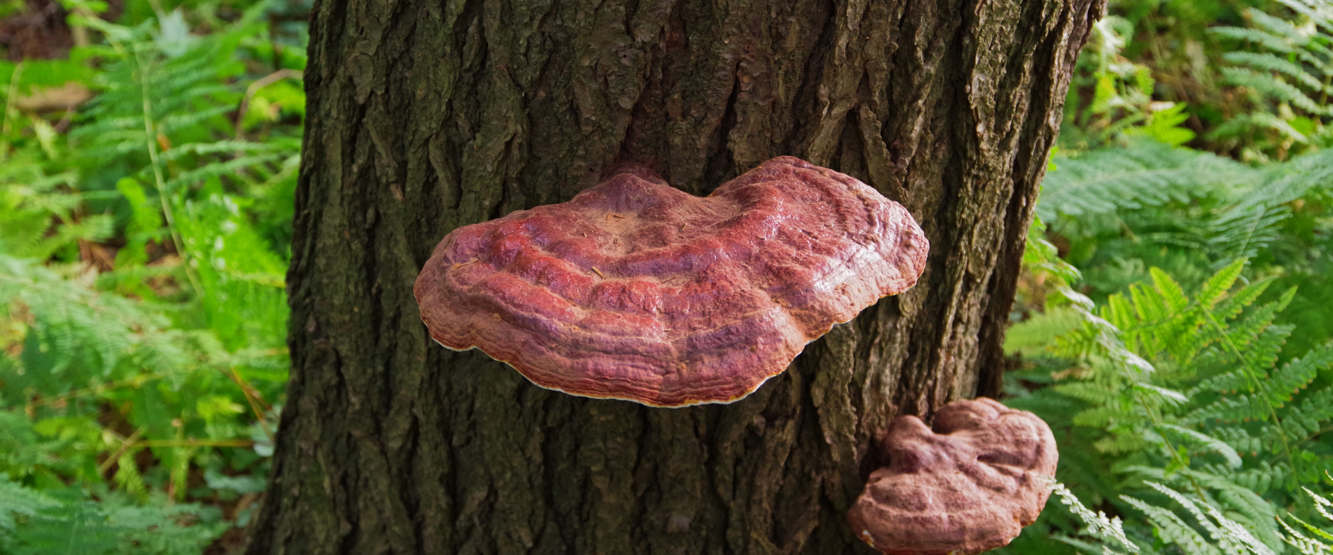 Reishi Mushroom