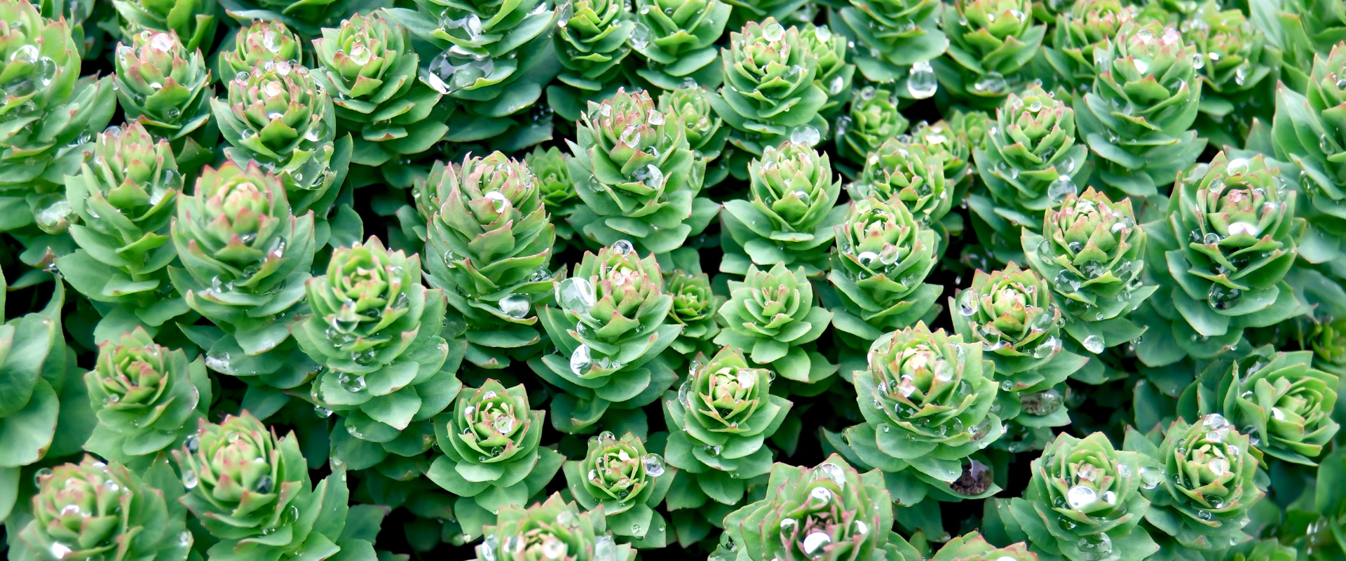 Rhodiola Rosea