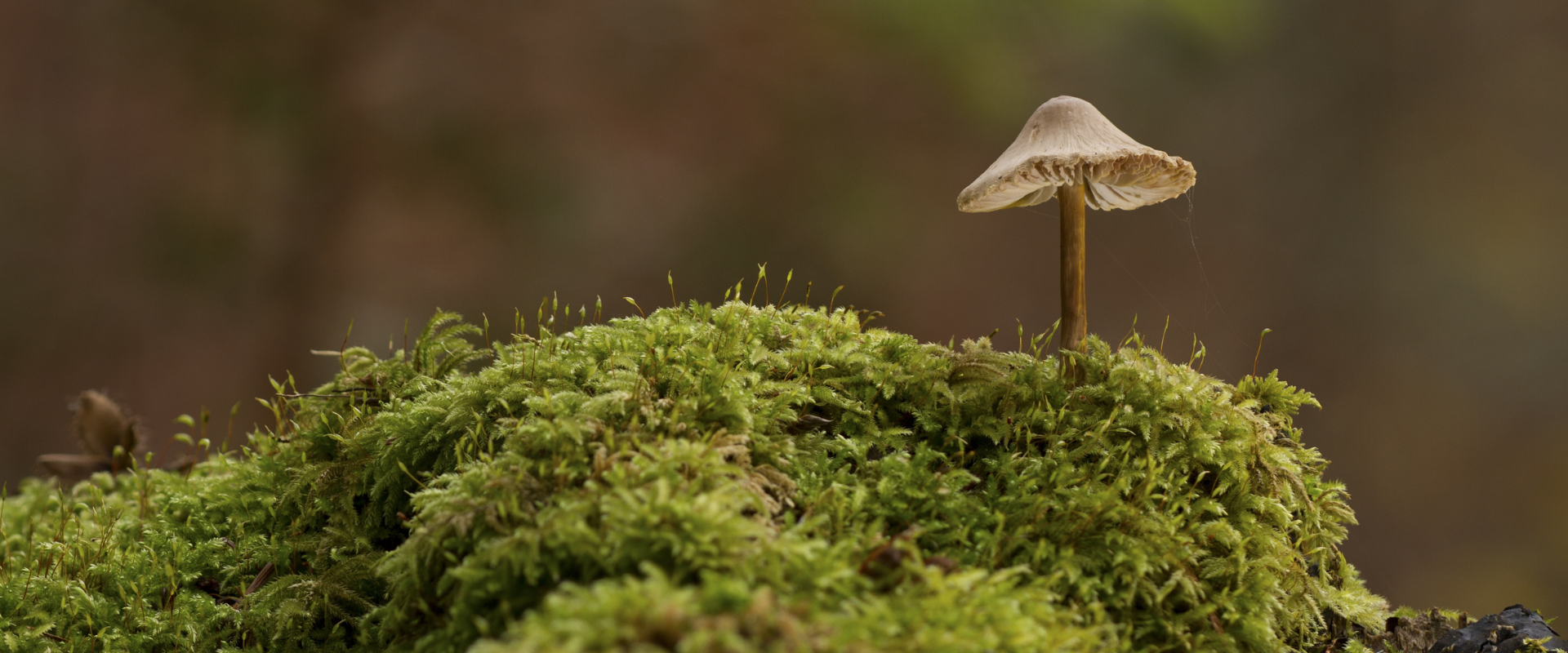 The Mushrooms That Will Boost Your Energy and Fight Fatigue