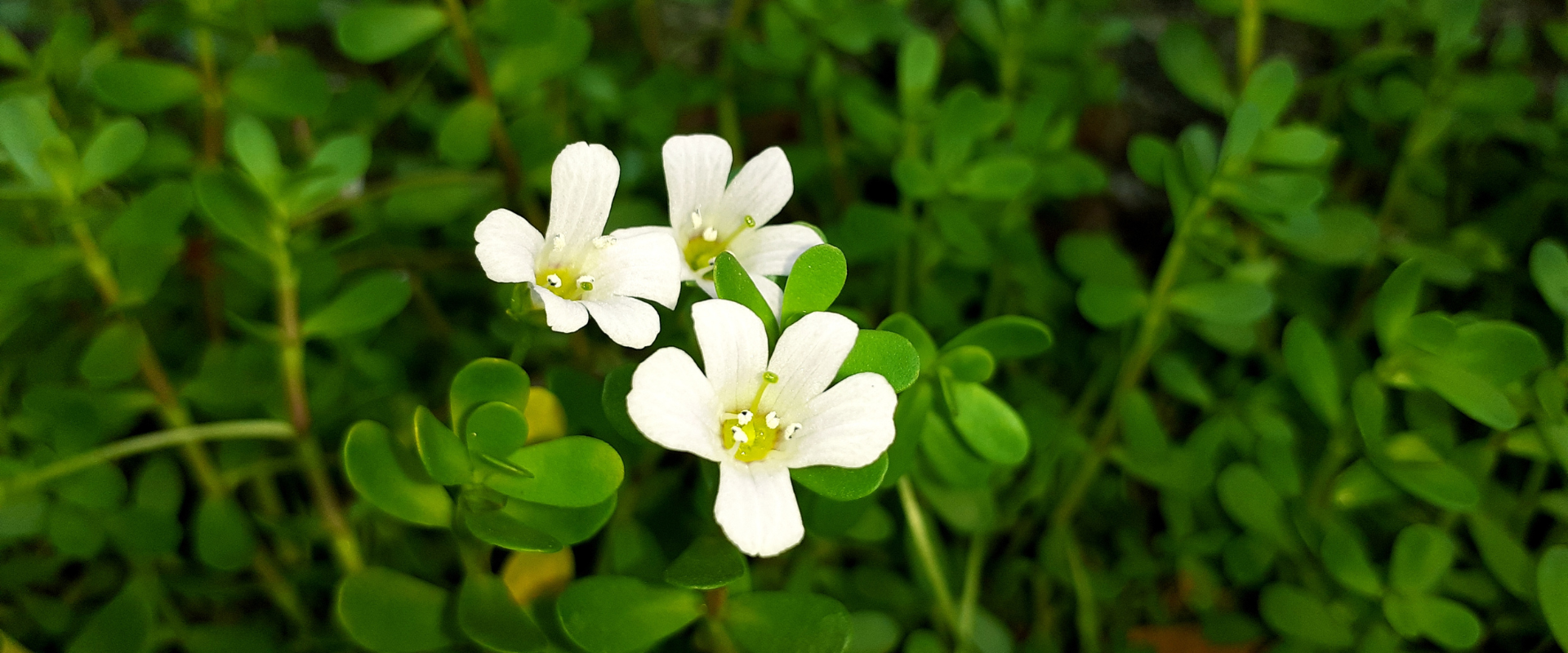Bacopa Monnieri